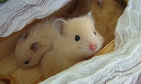 cam-nang-cach-nuoi-cham-soc-hamster-bear-chuot-canh