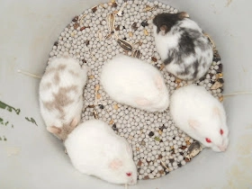 cam-nang-cach-nuoi-cham-soc-hamster-campell-chuot-canh