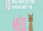 10 ĐIỀU CÓ THỂ BẠN CHƯA BIẾT VỀ MÈO