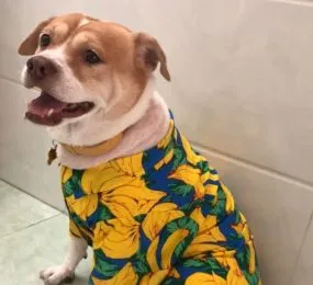 ÁO SƠ MI BANANA