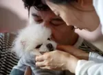 NGƯỜI HÀN QUỐC NGÀY NAY THÀ CHI TIỀN CHO THÚ CƯNG CÒN HƠN PHẢI CHI TIỀN CHO VIỆC SINH CON