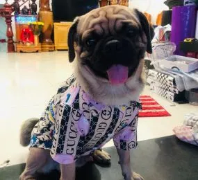 Áo sơ mi gucci