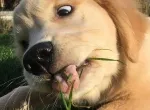 CÁCH NUÔI CHÓ GOLDEN RETRIVER Ở VIỆT NAM