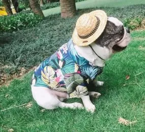 ÁO SƠ MI CHUỐI