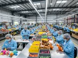 Năng Lực Sản Xuất Pettoy Company: Xưởng 2000m² - 50 Công Nhân - Công Suất 50.000 SP/Tháng